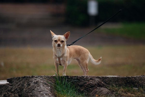 How Is the UK Government Supporting Tech Growth?